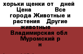 хорьки щенки от 35дней › Цена ­ 4 000 - Все города Животные и растения » Другие животные   . Владимирская обл.,Муромский р-н